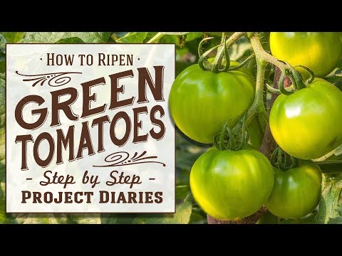 download lagu mp3 mp4 When To Pick Green Tomatoes, download lagu When To Pick Green Tomatoes gratis, unduh video klip When To Pick Green Tomatoes