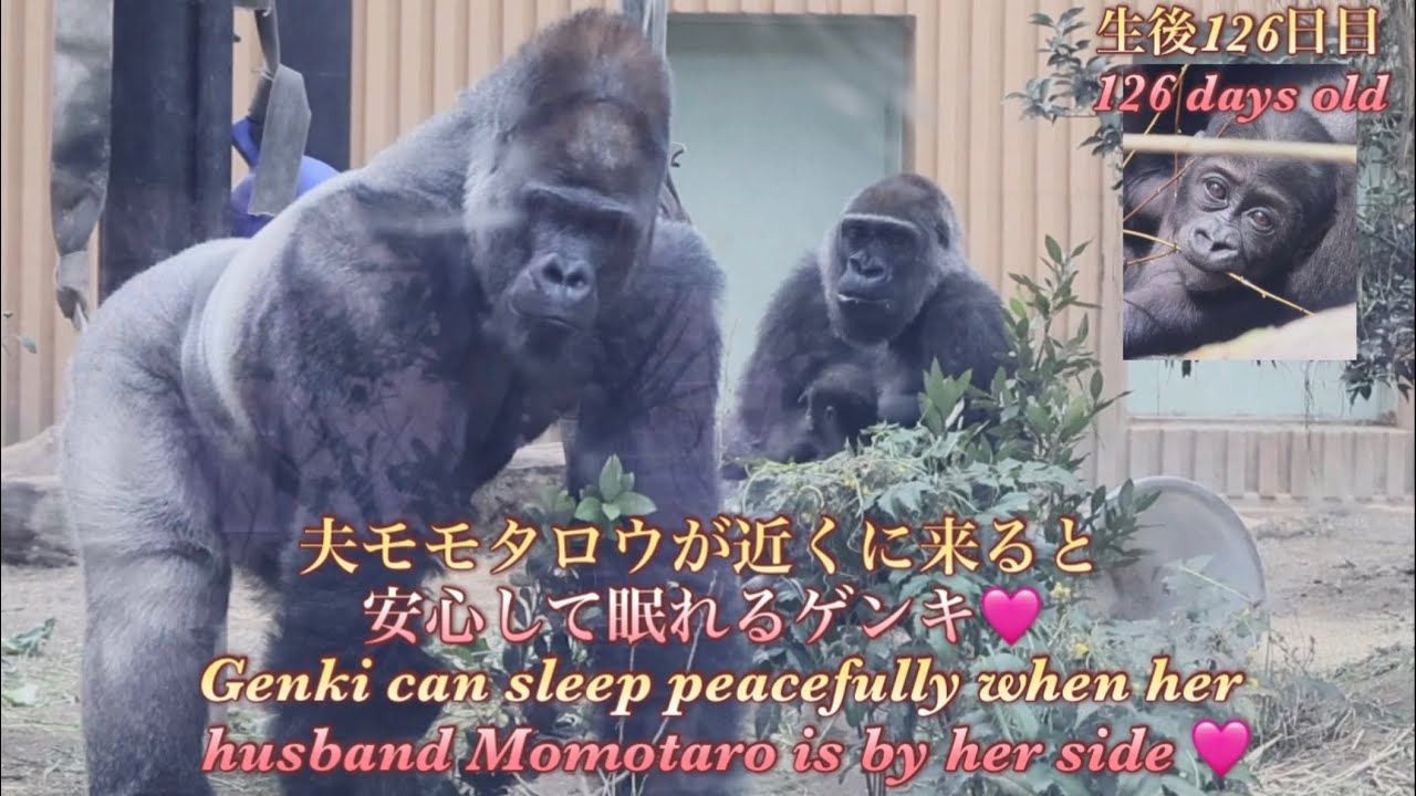 夫モモタロウが近くに来たので、赤ちゃんゴリラと一緒に安心して眠りについたゲンキ♪⭐️Gorilla【京都市動物園】