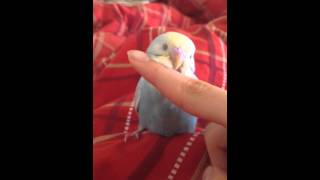 なでなでピッピ２