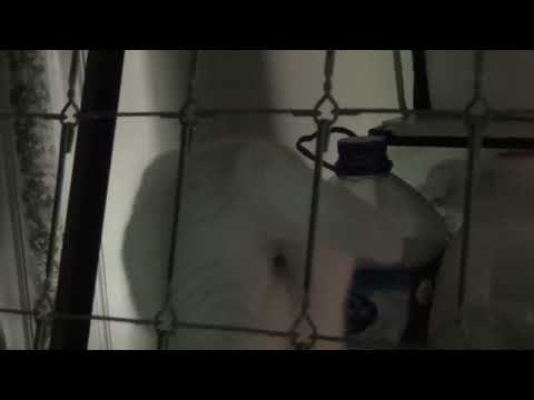 Kitty's Meow Solo Premiere