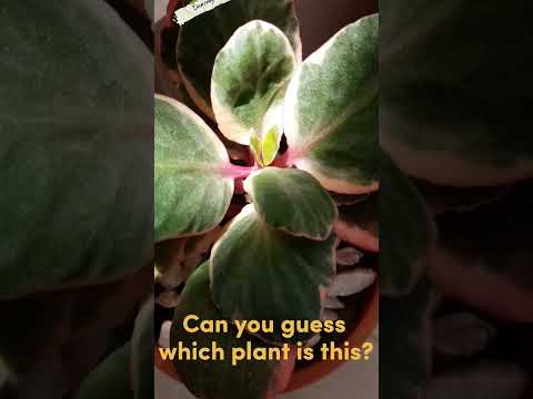 If you can't guess their name, search in hashtags😇☺️ #shorts #indoorplants #kalanchoe #turtlevine