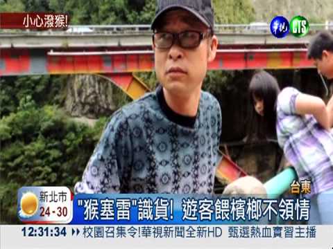 泰源幽谷潑猴出沒 不怕生愛握手