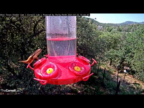 Flashy Male Rufous Hummingbird Flutters, Dips His Bill – July 22, 2021