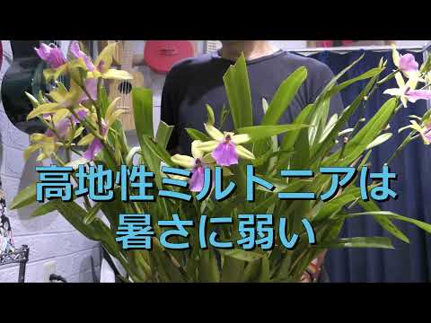 ミルトニア蘭 植物