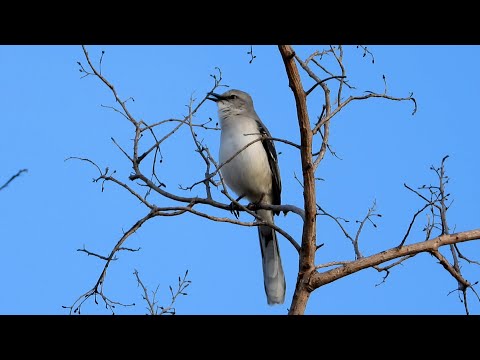 Spevák tropický (Mimus gilvus) — spev a hlas v prírode