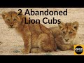 2 Abandoned Lion Cubs What Happens Next Kruger National Park