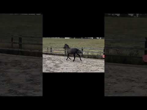 Quality full connemara yearling filly - Image 2