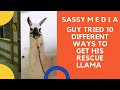 Guy tried 10 different ways to get his rescue llama to trust him,…