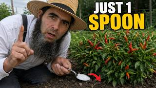 Just 1 Spoon—and Your Chili Plants Won’t Stop Flowering and Fruiting!