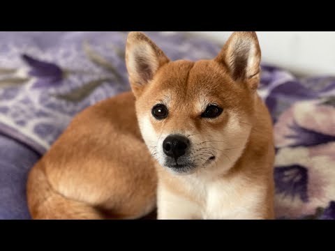 土曜日のライブはお休みしますのて柴犬小夏のKonachannel がライブ配信中！