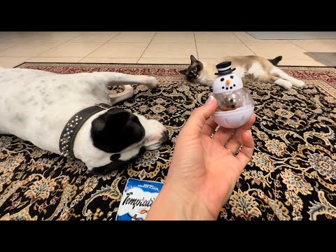 Temptations™ - CAT TREATS 4 DOG TRICKS 🐶 😻 - Snacky Snowman 2021