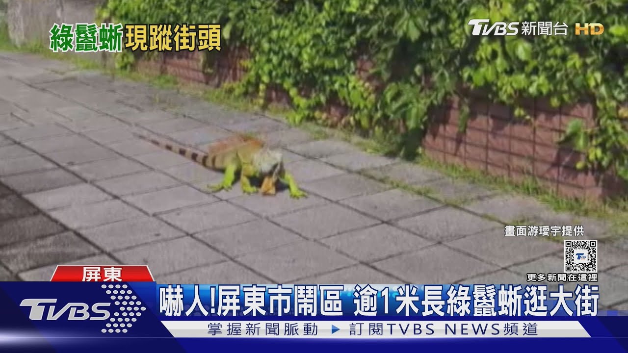 巨大綠鬣蜥來了!屏東市鬧區逛大街 鄰近校園嚇壞人