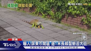 [問卦] 為什麼綠鬣蜥不TNR或是開放認養==