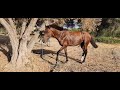 Horse Mating In The Wild