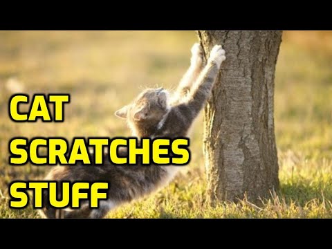 Why Do Cats Like To Scratch Everything?