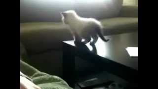 Little cat jumps and fail!