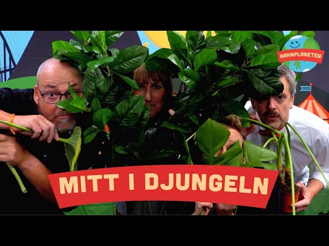 Mitt i djungeln (där sover lejonen) - Kompisbandet