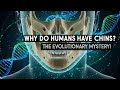 Why Do Humans Have Chins? The Evolutionary Mystery!