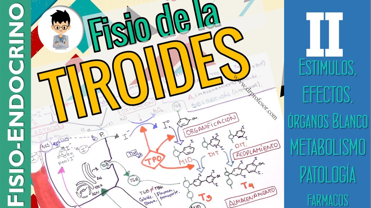 FISIOLOGÍA DE LA TIROIDES, liberación, efectos, farmacología, aplicación, |FISIO-ENDOCRINO| 2