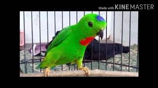 Download lagu SUARA BURUNG SERINDIT MASTERAN PLUS JEDA mp3