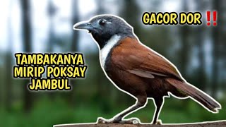Download lagu BURUNG YANG TEMBAKANYA SEPERTI POKSAY JAMBUL | TEPUS LEHER PUTIH GACOR mp3