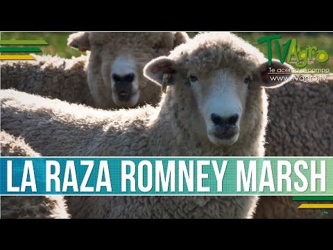 , title : 'Conociendo la Raza Romney Marsh - TvAgro por Juan Gonzalo Angel'