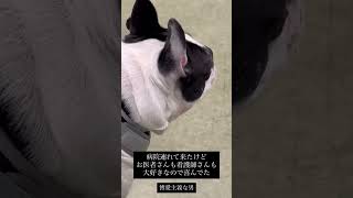 病院に自ら進んで入っていくタイプの犬 #ボストンテリア