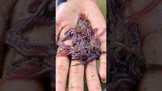 Download lagu The most effective bait for fishing for fish and shrimp mp3 Download lagu The most effective bait for fishing for fish and shrimp mp3