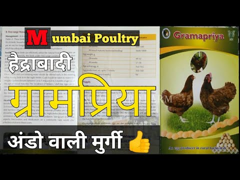 , title : '47,Gramapriya murgi farm, gramapriya egg production, laying chicken breeds, ग्रामप्रिया मुर्गी पालन'