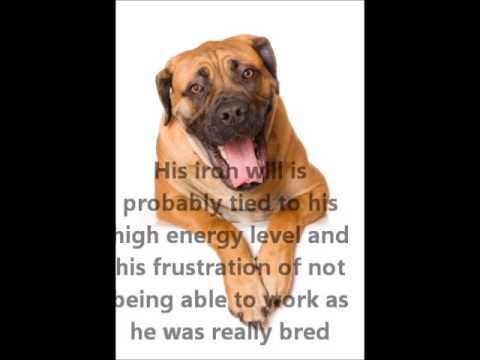 Boerboel