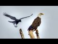 Crow Versus Eagle 