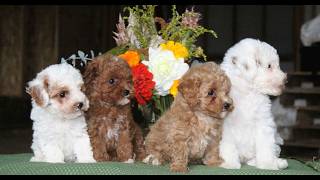 Video preview image #1 Poodle (Toy) Puppy For Sale in NORTH EAST, MD, USA