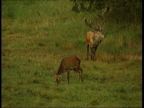 Hirschbrunft in Masuren Teil 1
