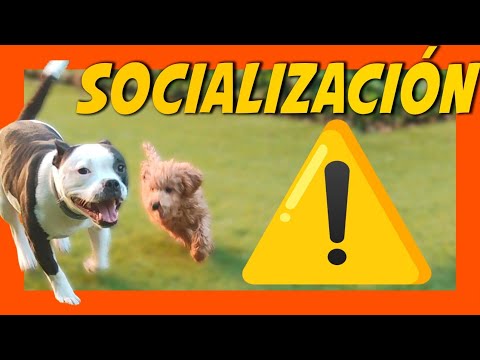 Dog Socialization: The 4 Keys to Socializing Your Puppy 🐶