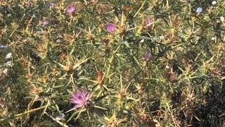 EL CARDO ESTRELLADO: Centaurea calcitrapa (http://riomoros.blogspot.com.es)