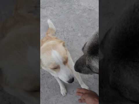 Yazık yalnız başıma bakamiyorumhayvanlar aç