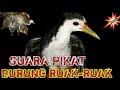Suara Pikat Burung Ruak Ruak
