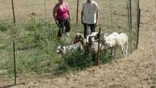 preview picture of video 'Tamara e Flora - Sheepdog con Mattia Monacchini'
