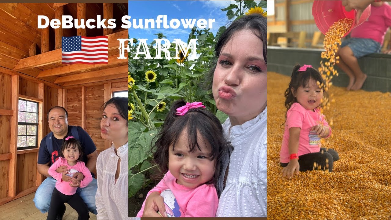Campo de girassol Michigan 🌻 DeBucks Sunflower Farm 🇺🇸 #brasileironoseua