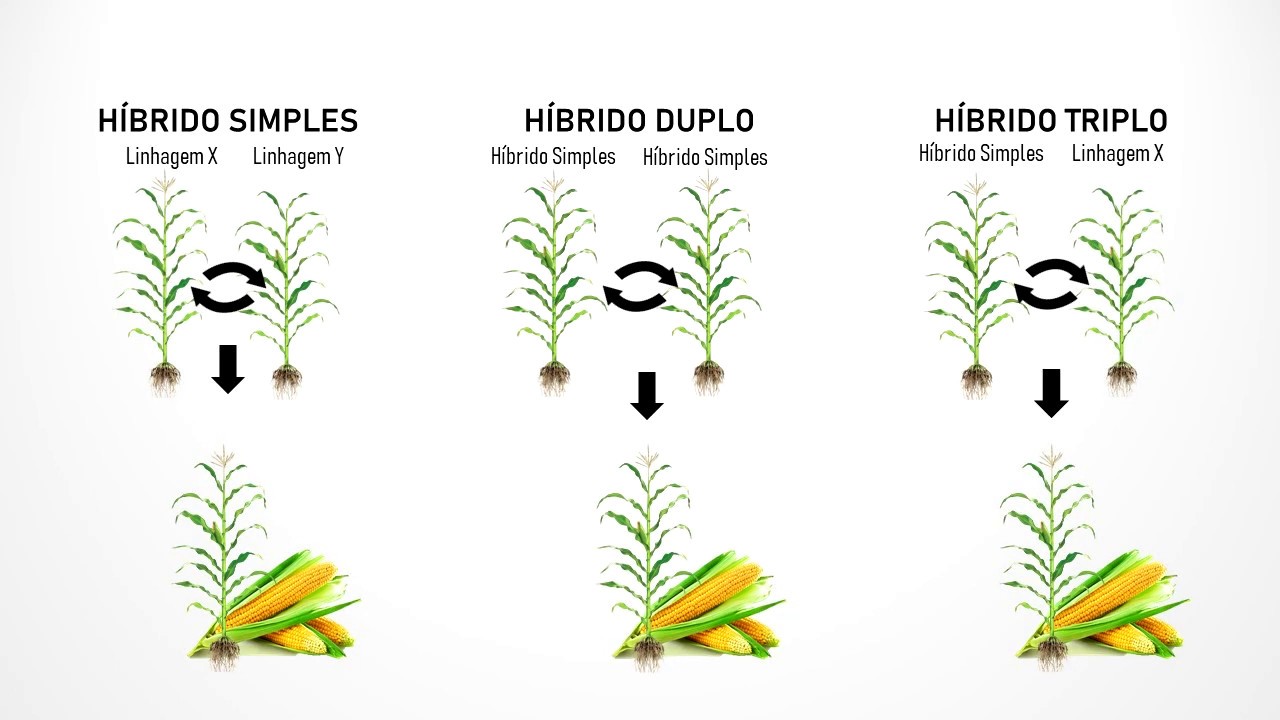 Produção de sementes de milho híbrido - Split