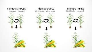 Produção de sementes de milho híbrido - Split