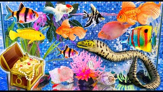 Colorful treasure, magic fish, glofish tetra, snake, angelfish, goldfish, catfish, cichlid, betta
