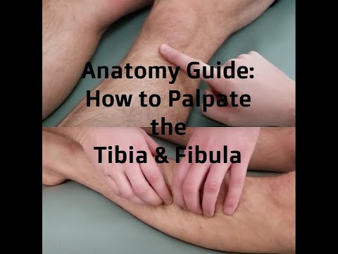Anatomy Guide: How to Palpate the Tibia & Fibula