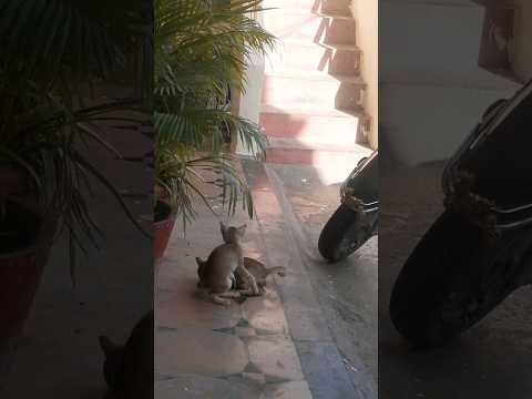 cat's playing #playing #cats #sricharan #pushpa