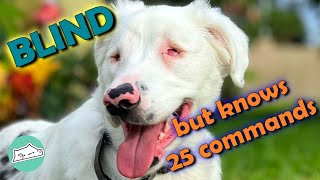 Man Teaches Blind-Deaf Dog Unique Way to Communicate | Cuddle Dogs