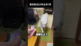 お薬を上手に飲むふりする愛犬 #greatpyrenees #大型犬のいる生活 #大型犬 #大型犬と暮らす #グレートピレニーズ #ゴールデンレトリバー #犬のいる生活 #愛犬 #癒し