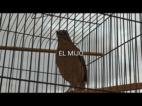 PRIMAVERA CAFETERA (khrizz el mijo)