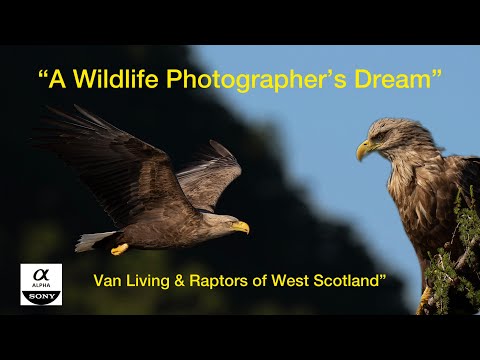 Eagles & Raptors of Scotland - A wildlife photographers dream