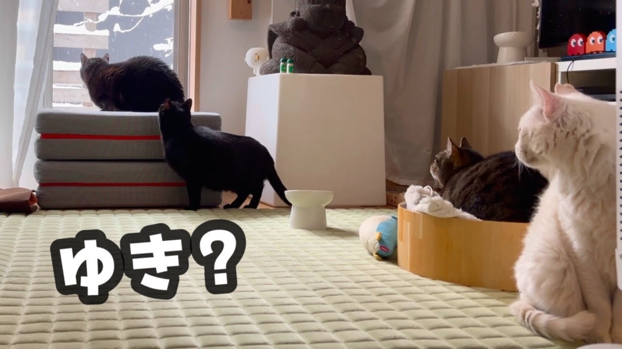 何もできなかった5日間。猫と過ごすだけの記録