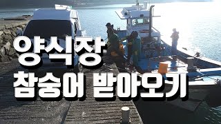 양식장에서 참숭어 받아오기